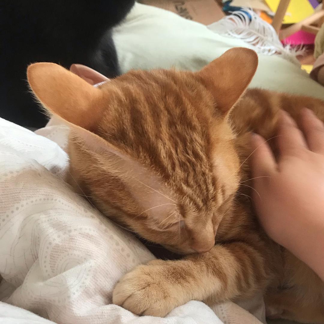 野人小巴的发癫生活