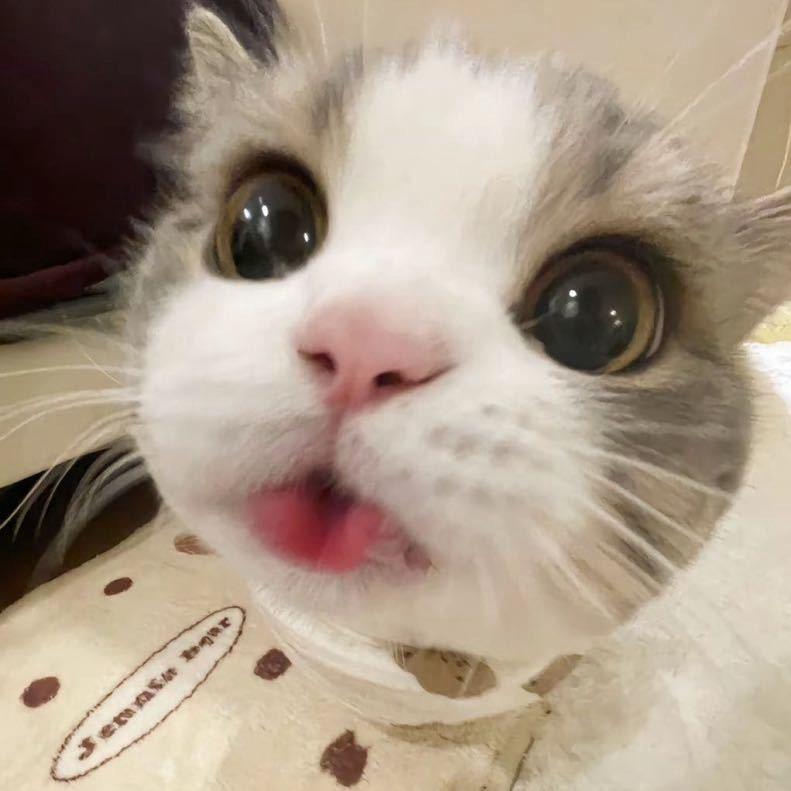 香香大王