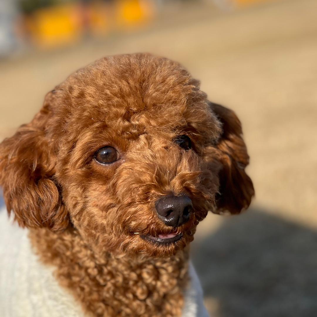 皮皮是个🐶