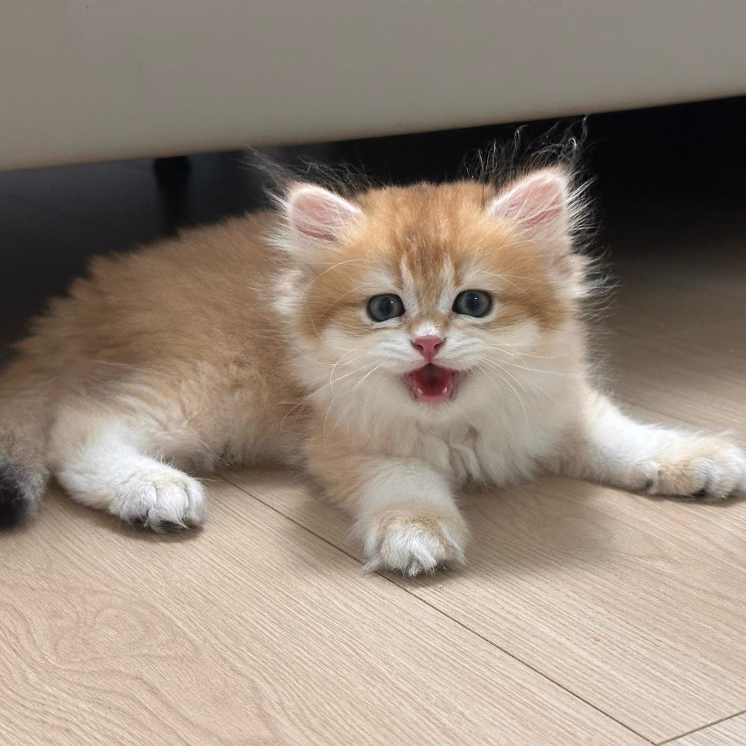 爱睡床头柜的财财