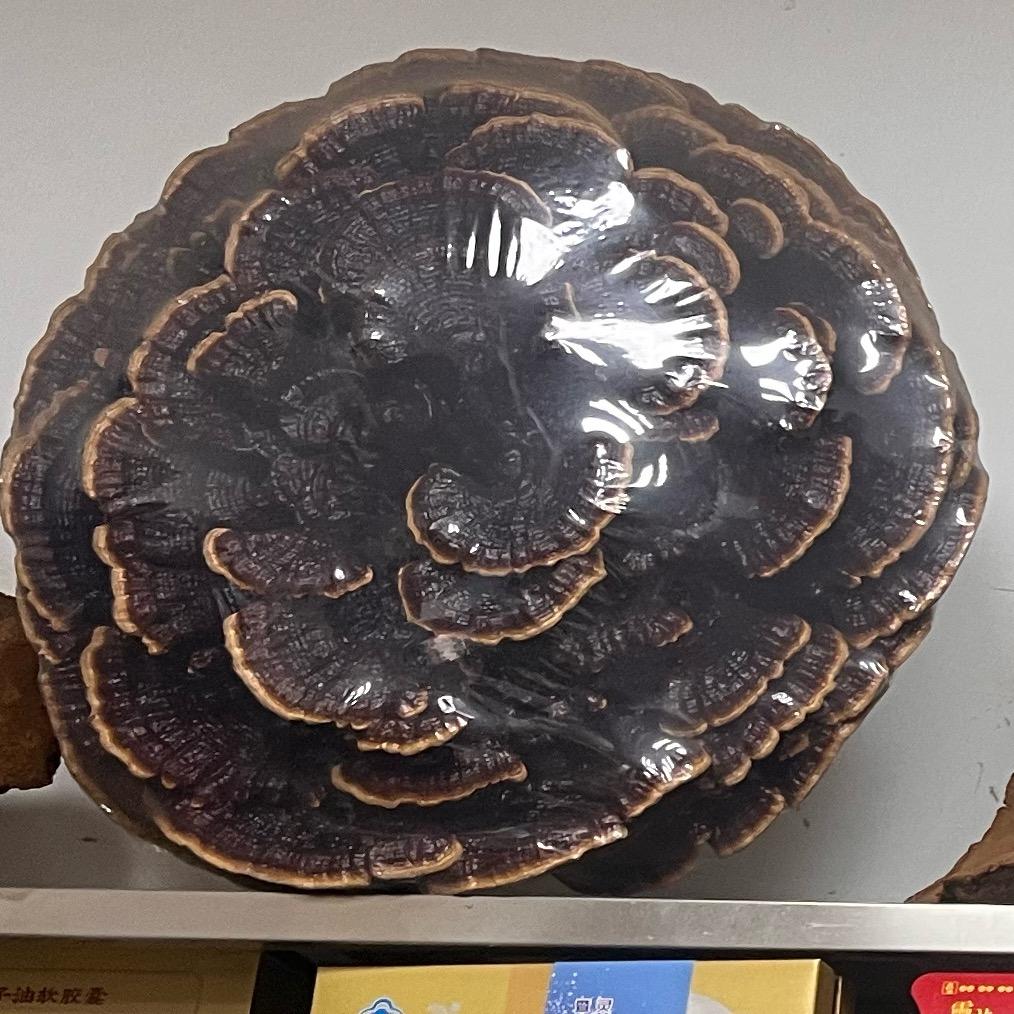 广州荔湾如意坊小霞滋补（灵芝源头产地）