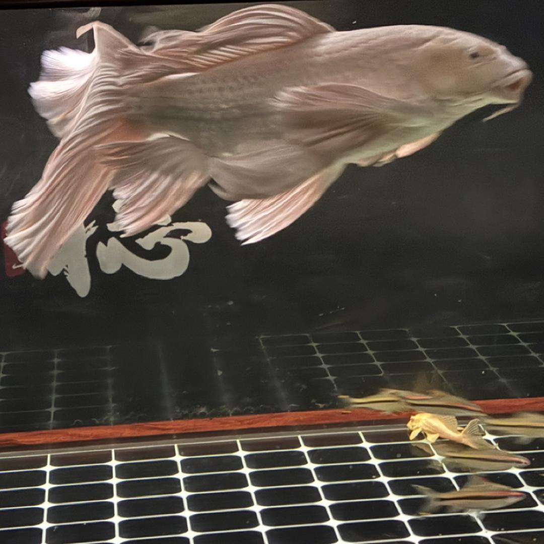 森林蝴蝶鲤（只做精品鱼）