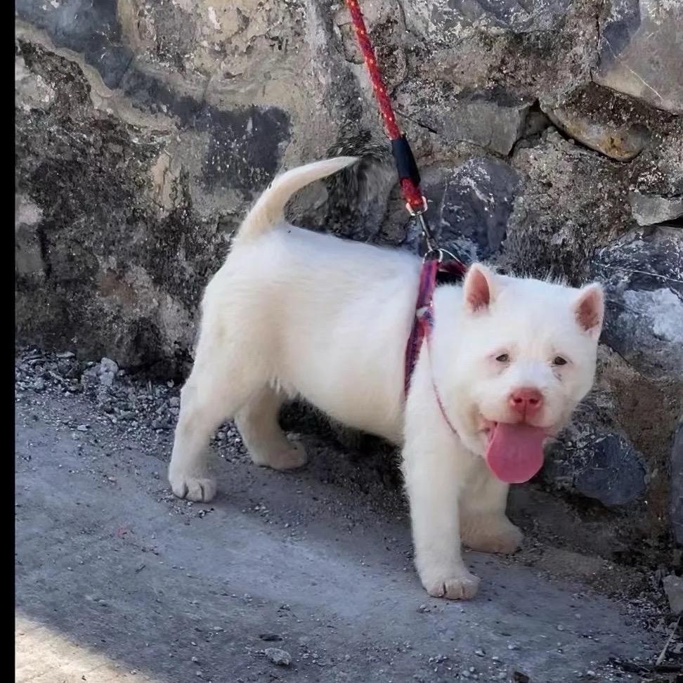贵州下司猎犬