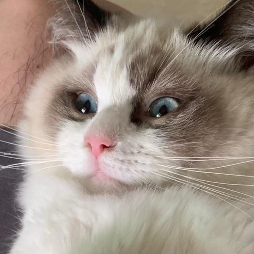 🐯