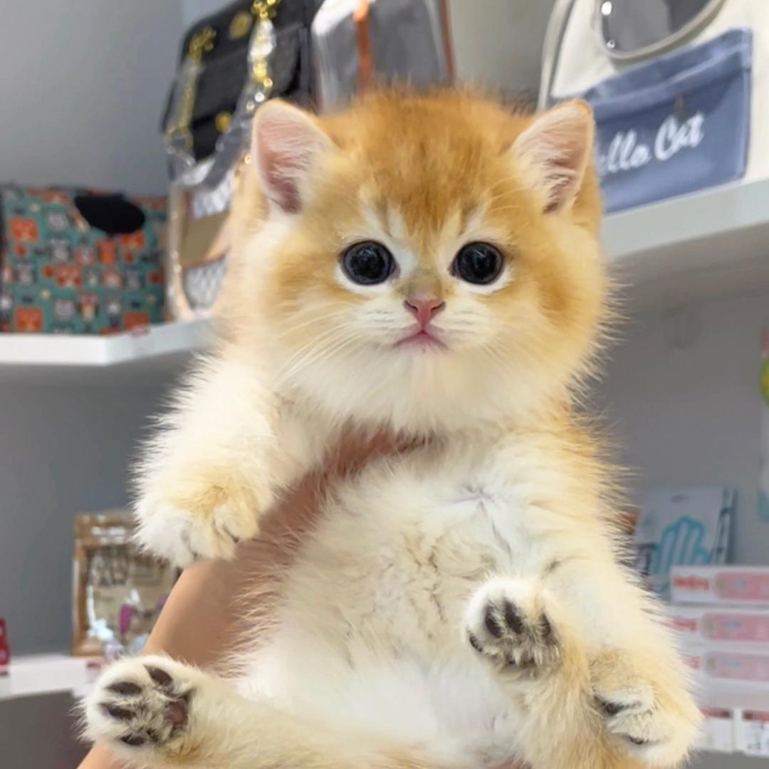 love猫舍小雨姐姐直播号