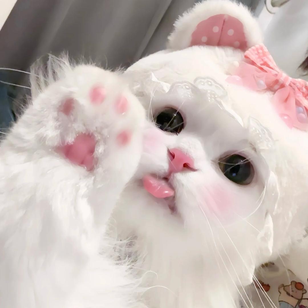 小咪