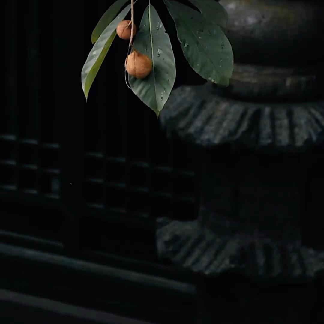 菊菊