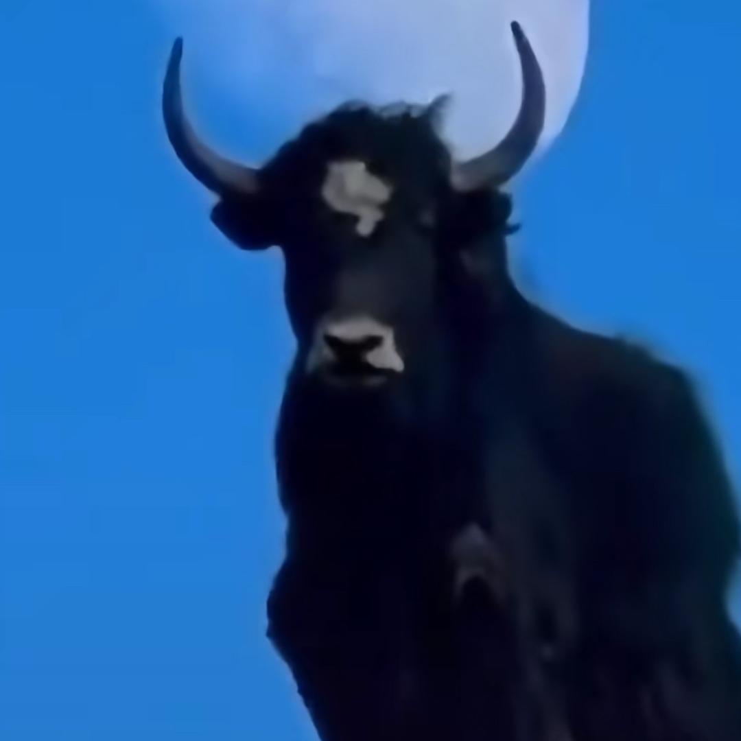 别鸣笛