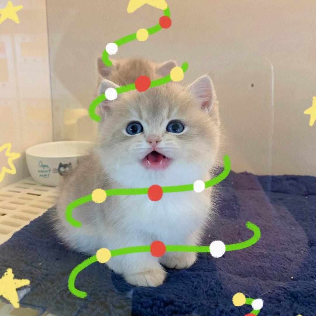 一个有温度的宠物猫舍