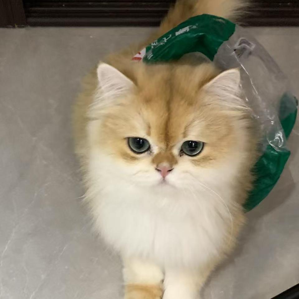 发财小条