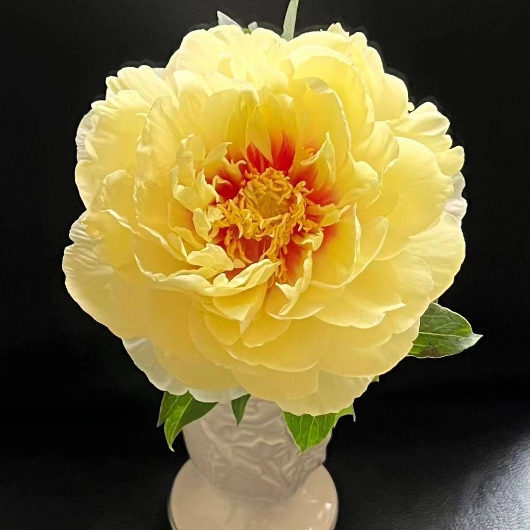 芳华园艺基地