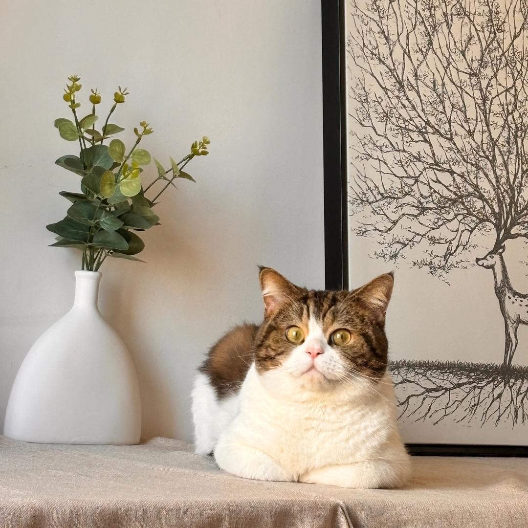 蒸蒸日上的少年