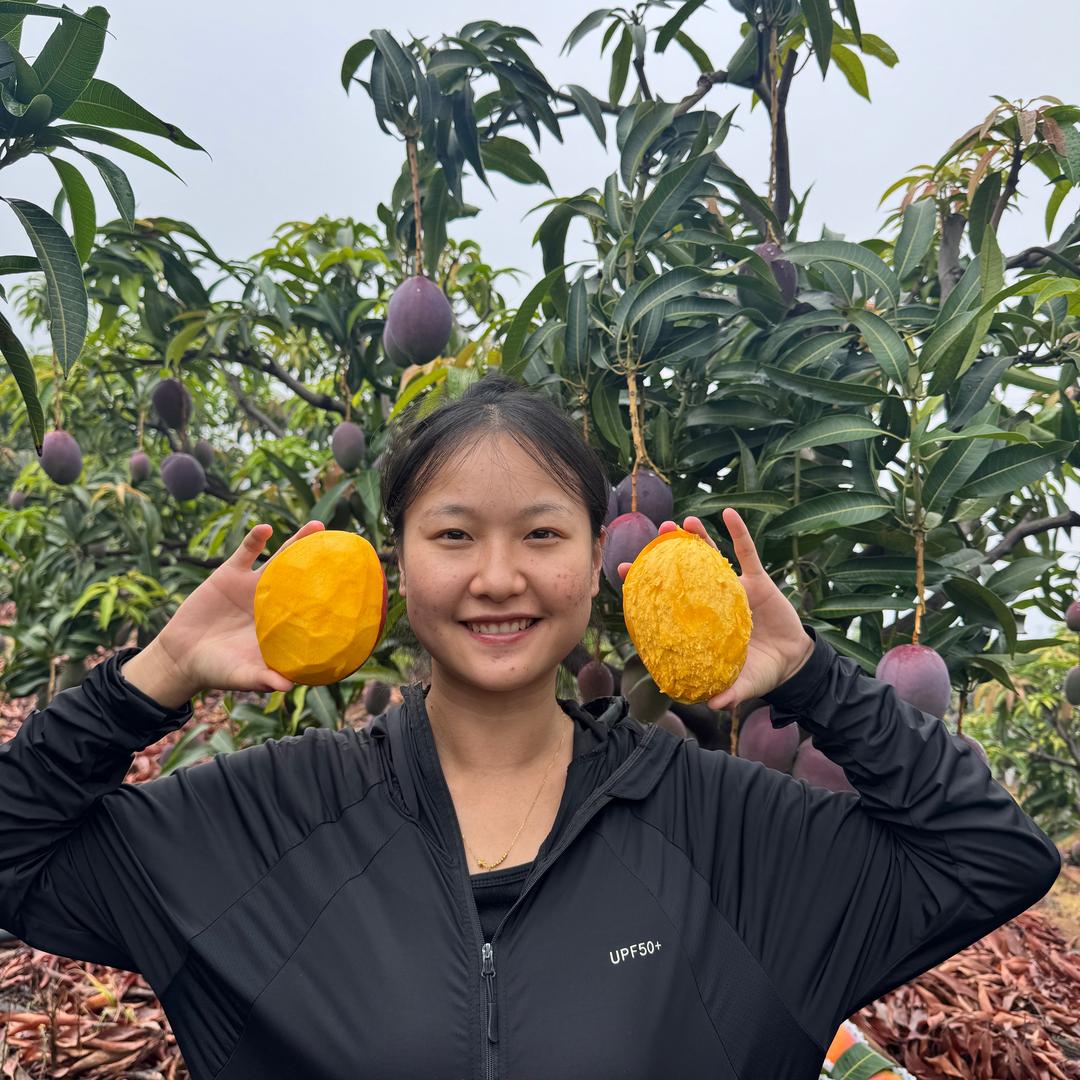 小严的芒果