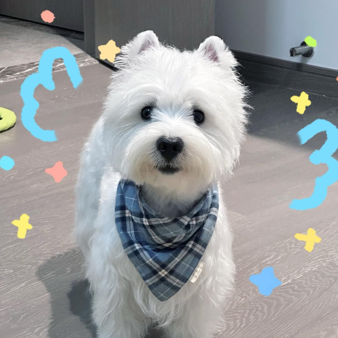 🍉loopy的猫狗日记（好物亲测版）