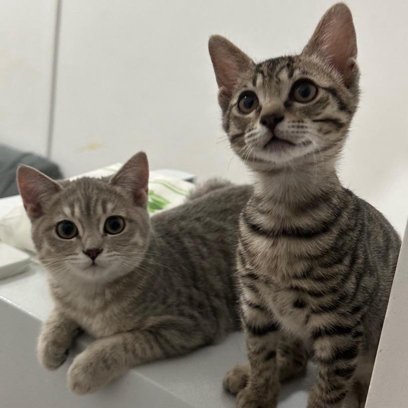 🌈两只哈基米的铲屎官