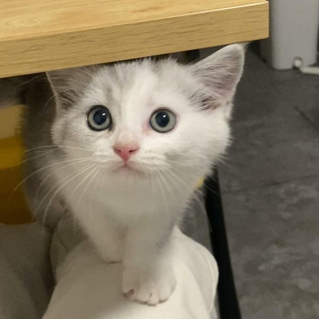 你是猪
