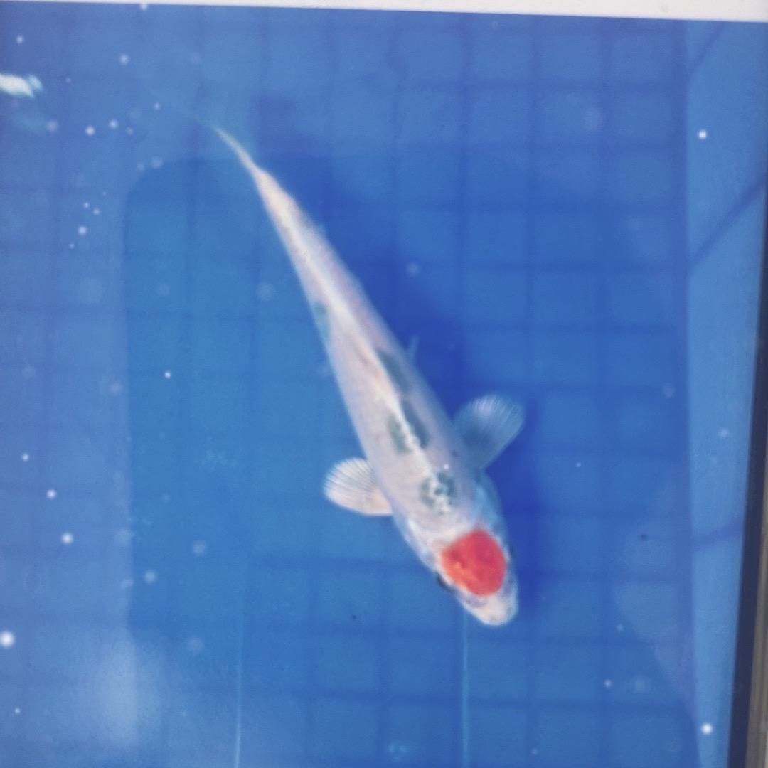 好运锦鲤水族