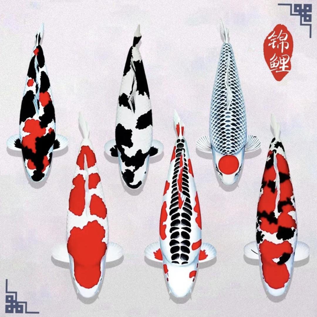 心悦锦鲤观赏鱼