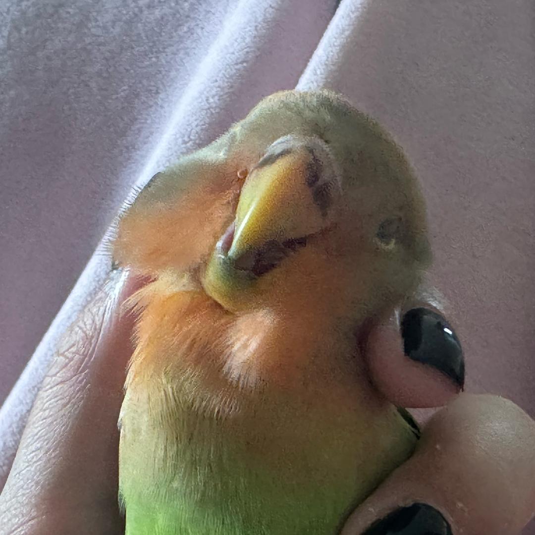 狂吃三个大橙子🍊