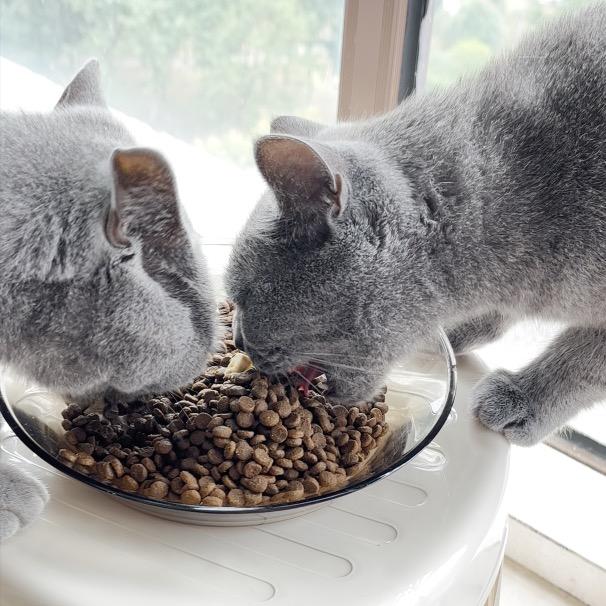萌动力萌猫
