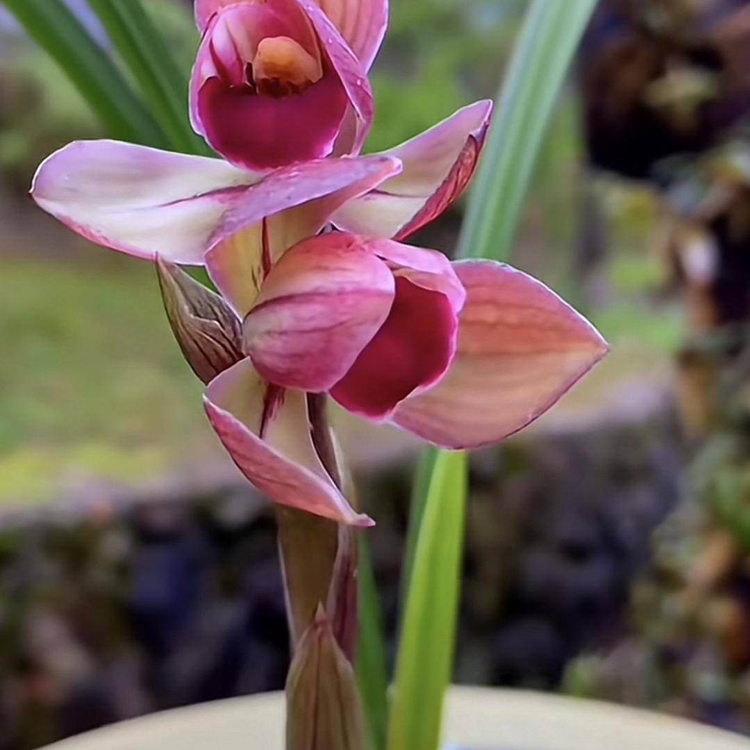 南靖梦福林业花卉优品店