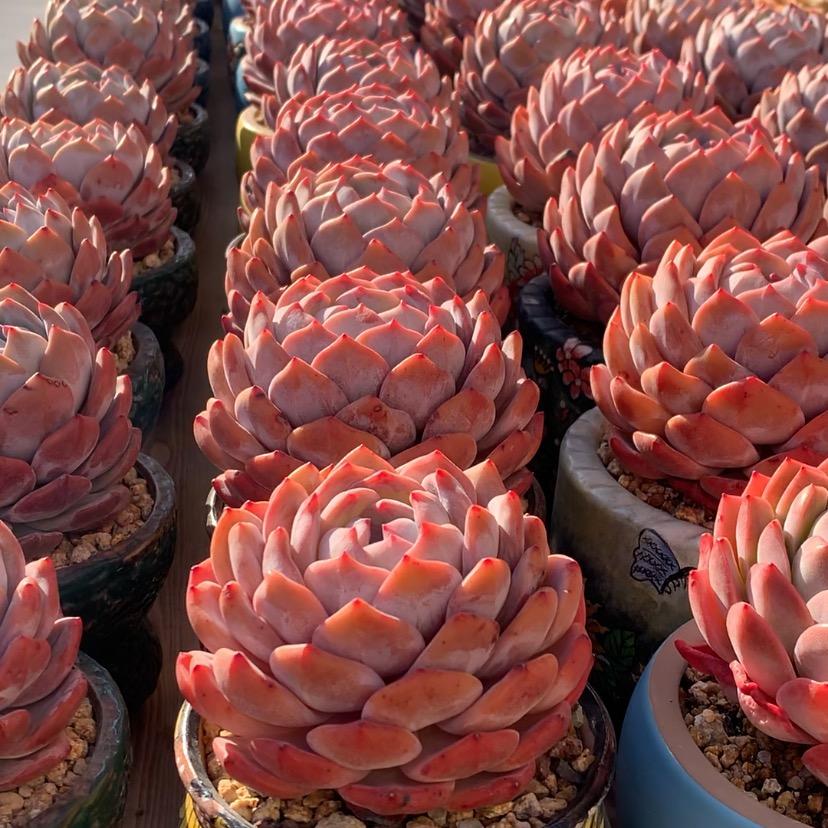 小惜的橙子《珀誉补光灯》