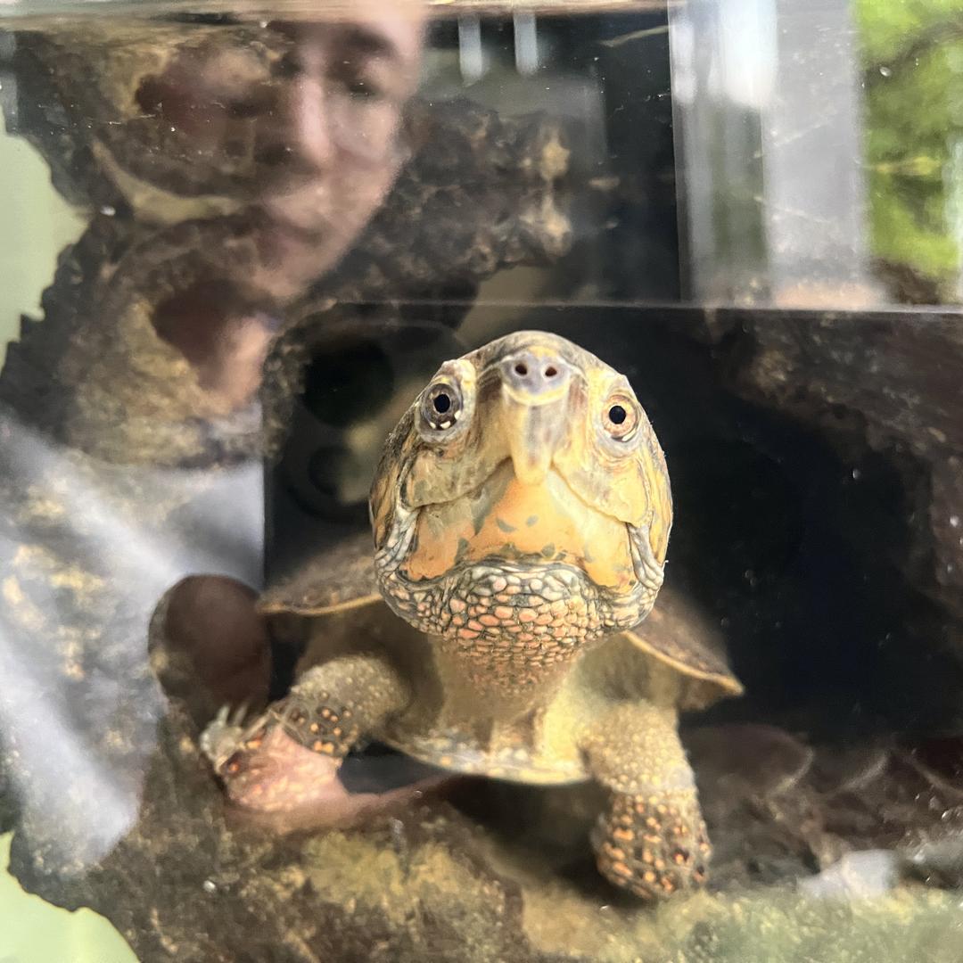 晶宝龟蜜～宠物龟