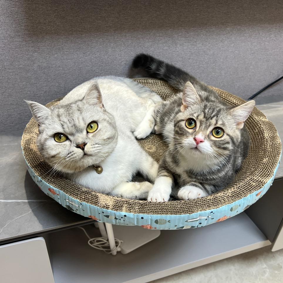 小憨憨😺