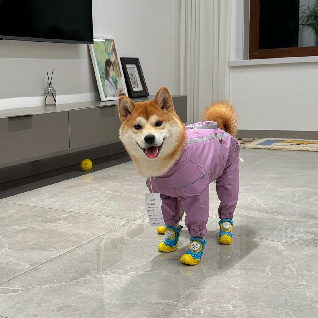 橘子的豆包.🍊