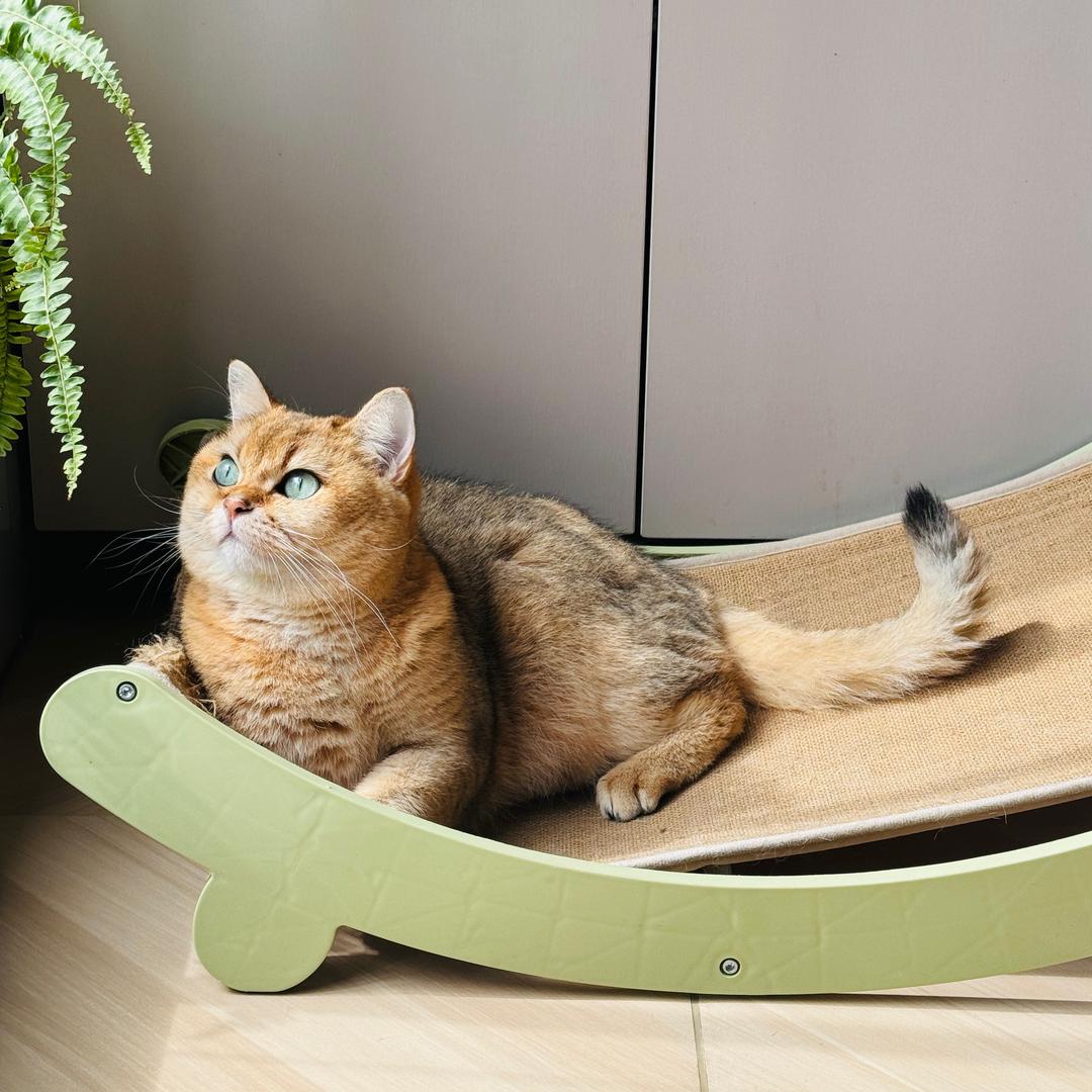 多美是只小猫咪