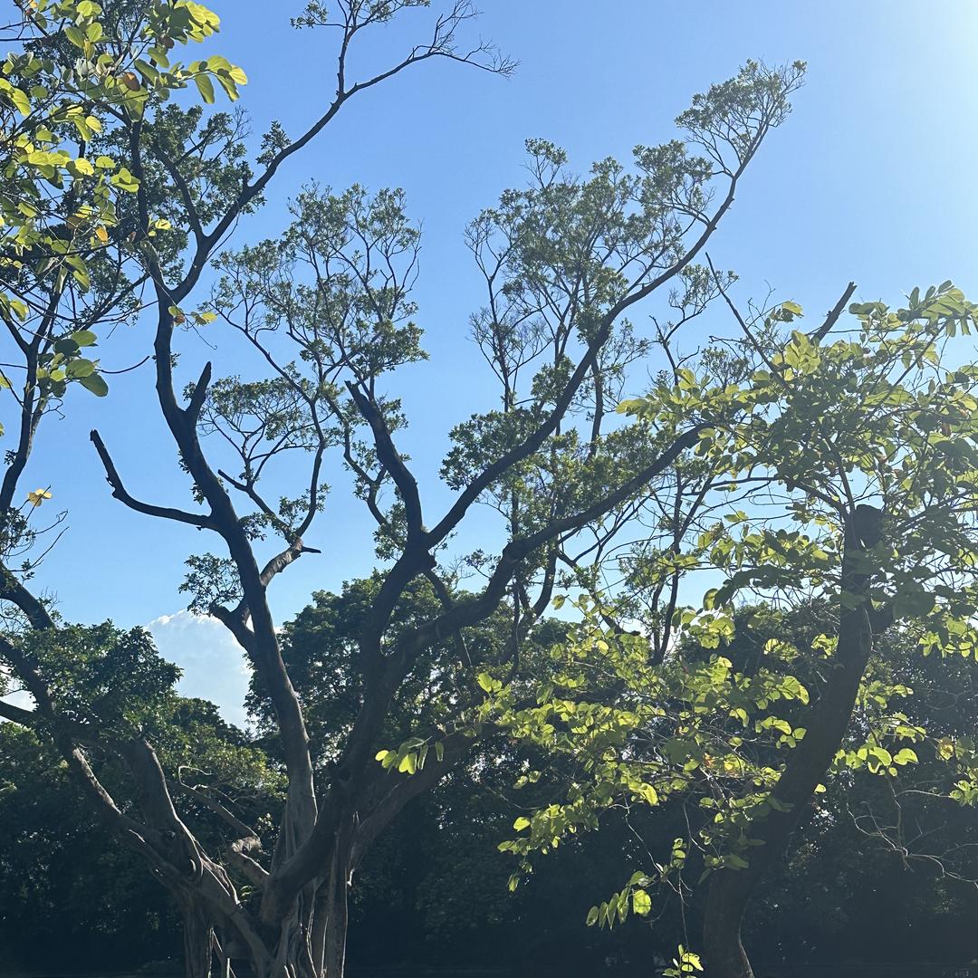 兆隆农贸-魔鬼辣椒批发