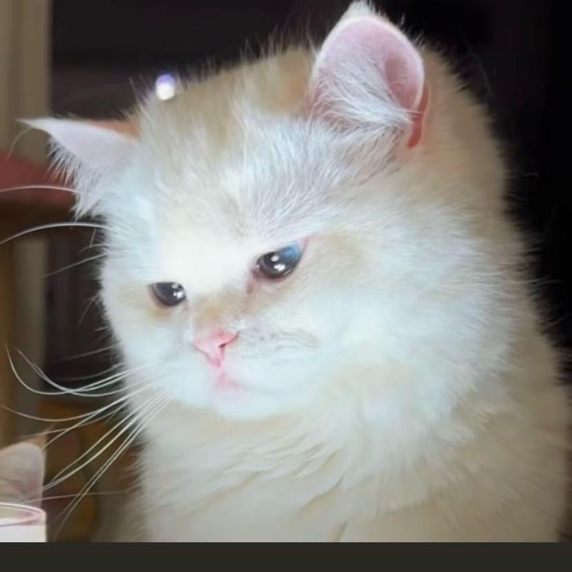 琮莱
