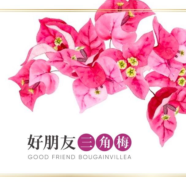 好朋友三角梅