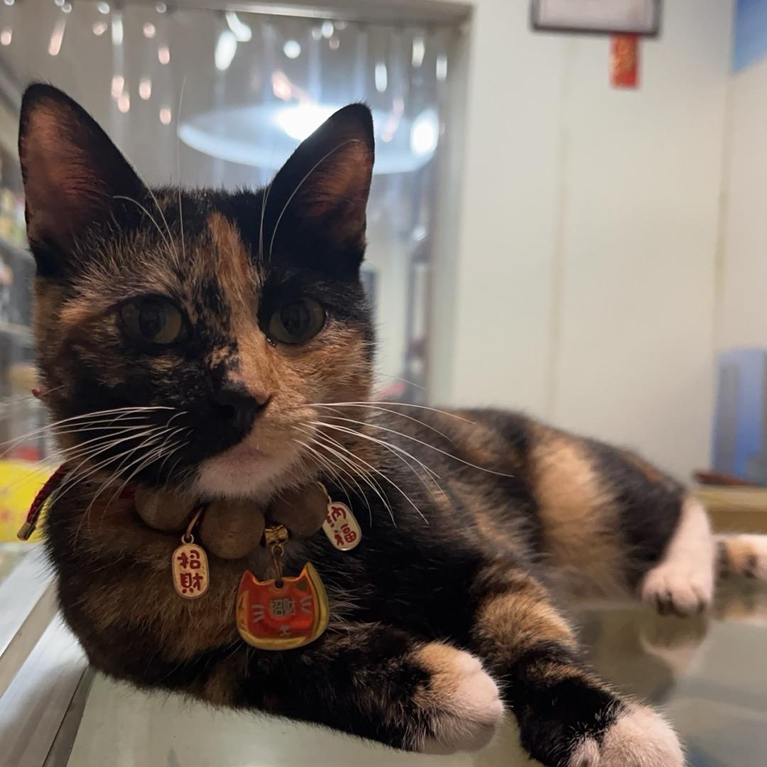@招财是只猫