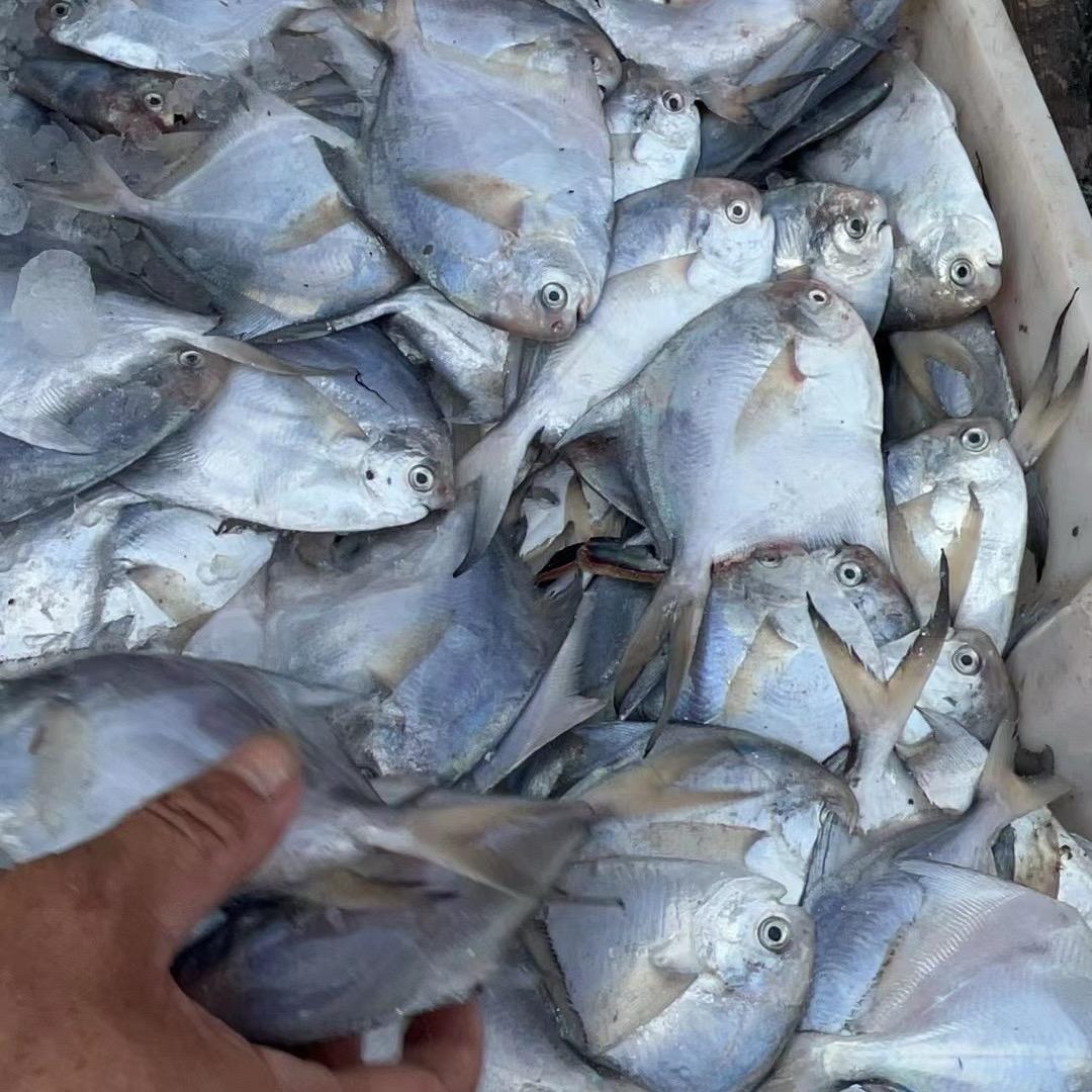 海混子