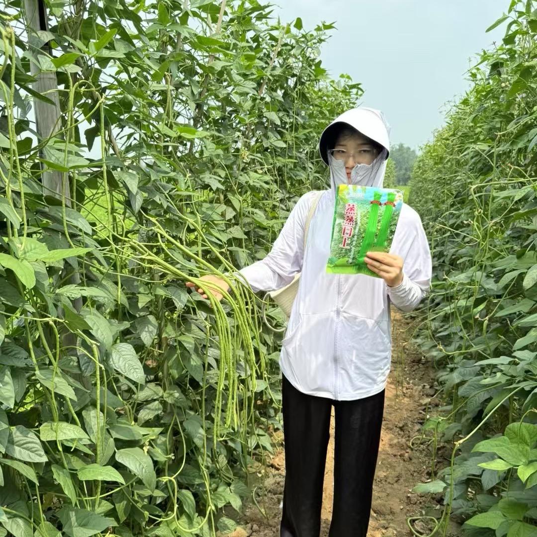高端豆角种子～厂家直销