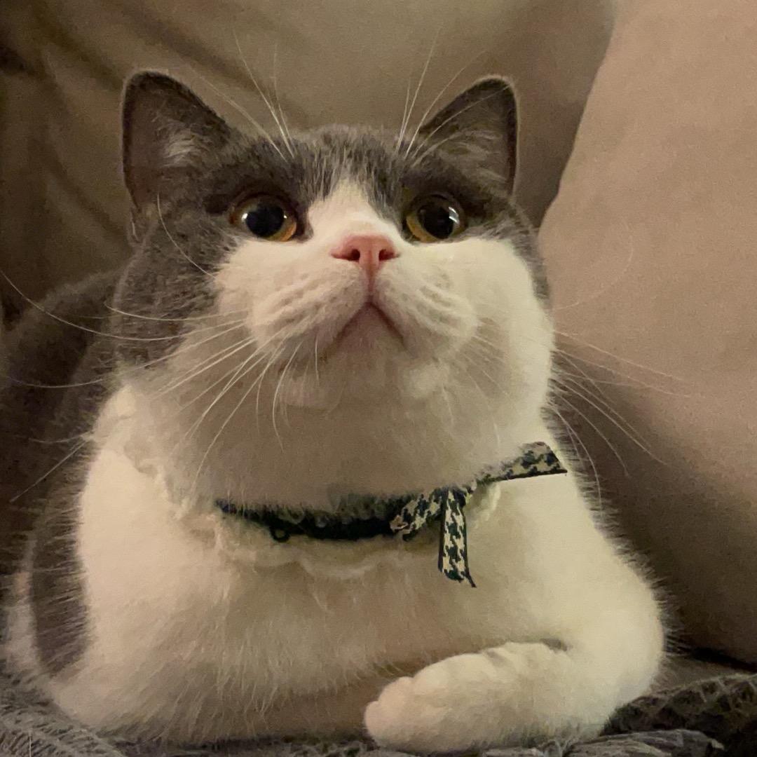 嘟嘟是只猫