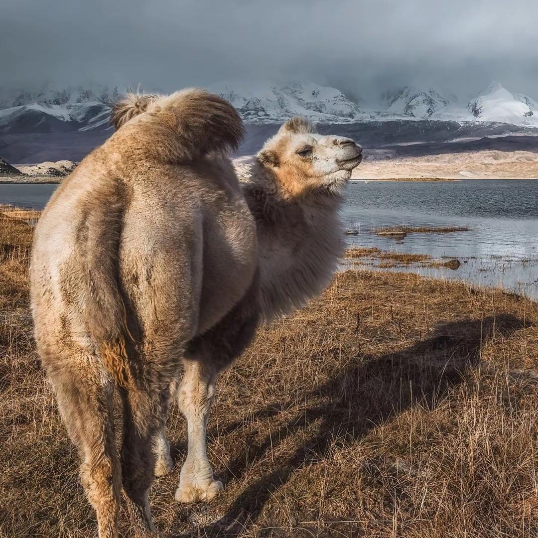 骆驼🐫