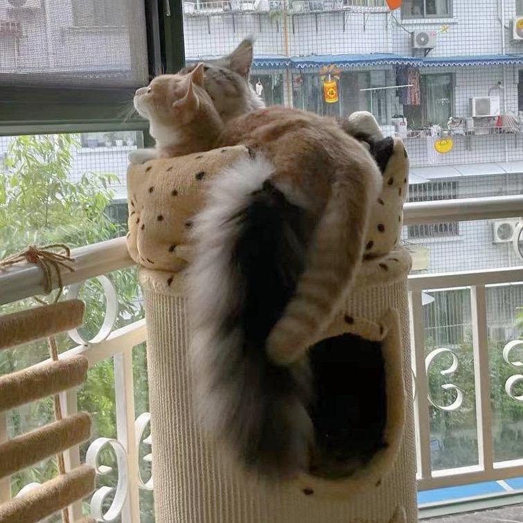 何十一和奶糖