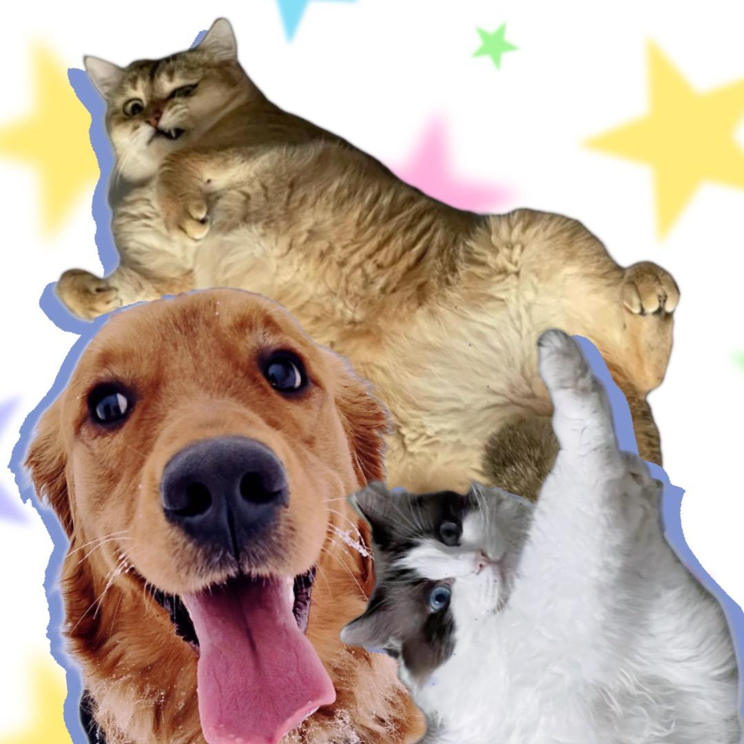 帕皮和它的猫🐱