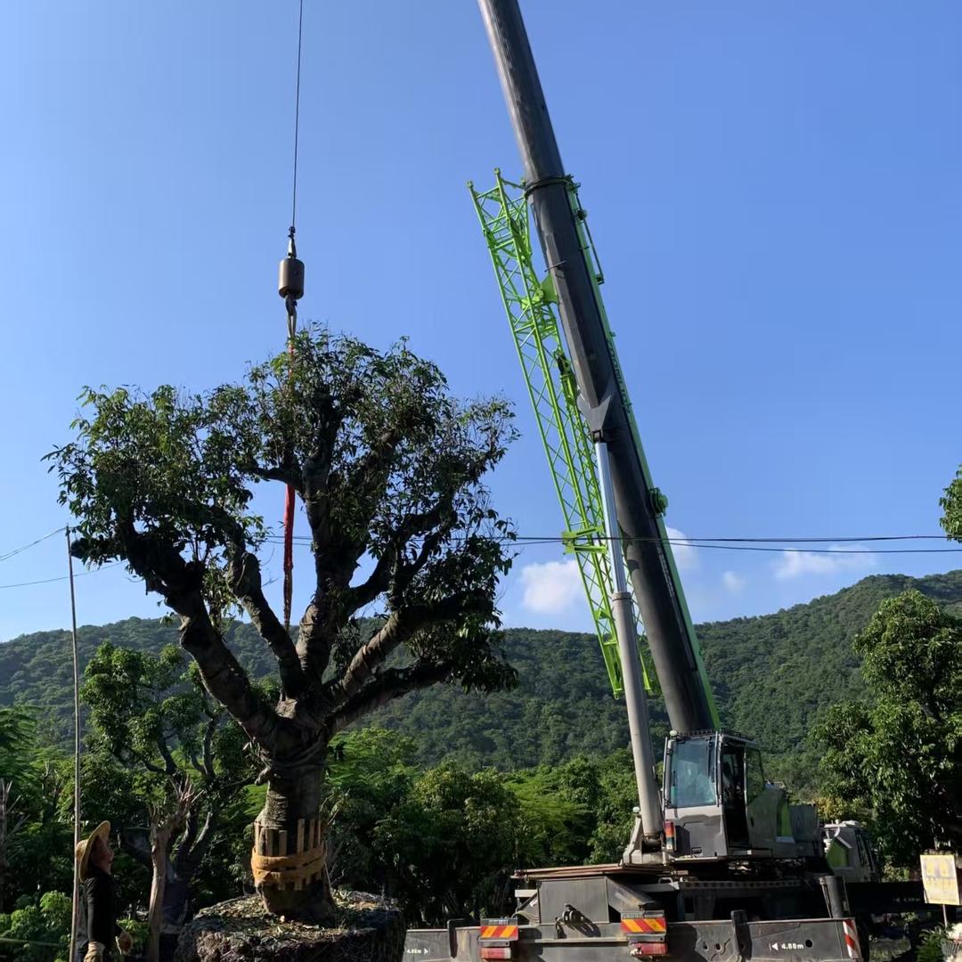 广州从化区周哥园林果树种植场
