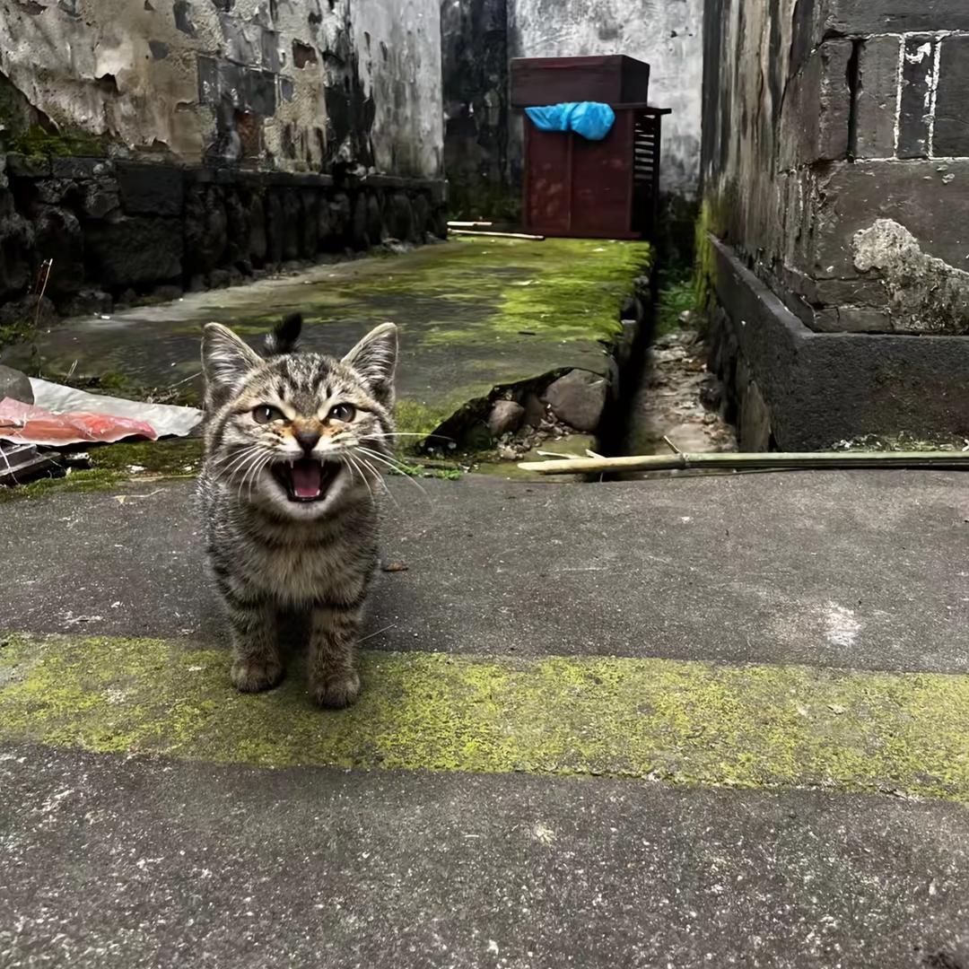 池鲤.