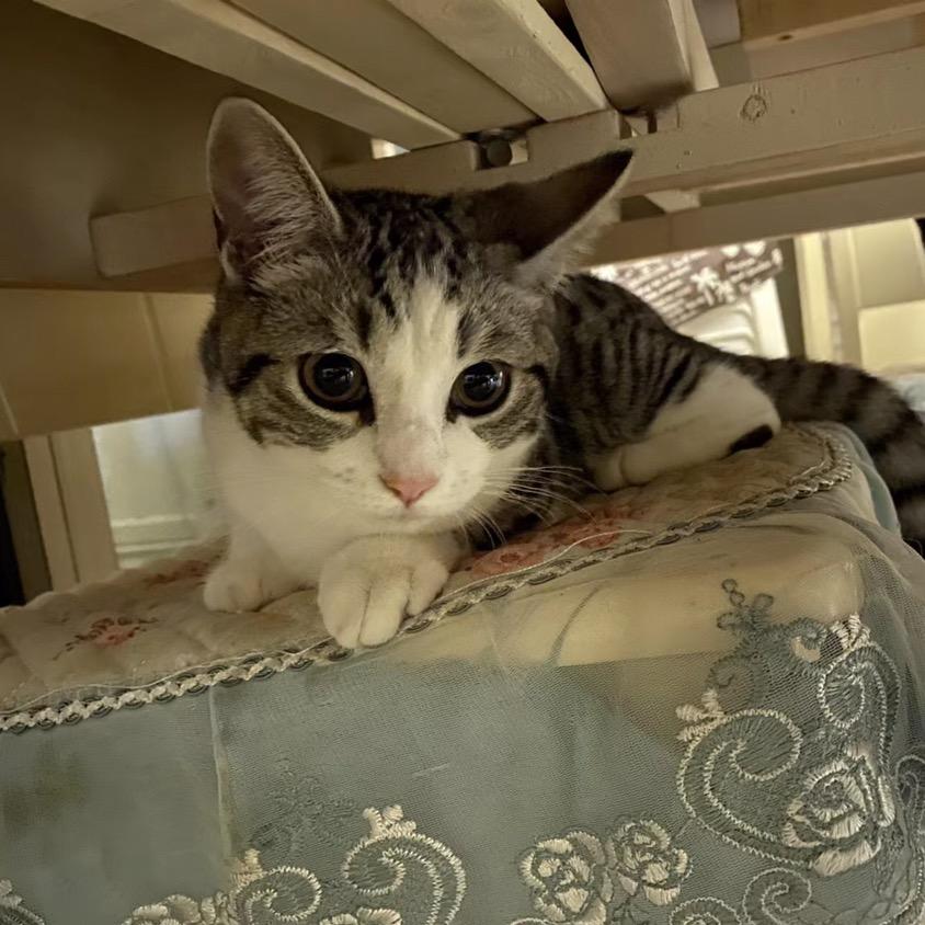 带娃养猫