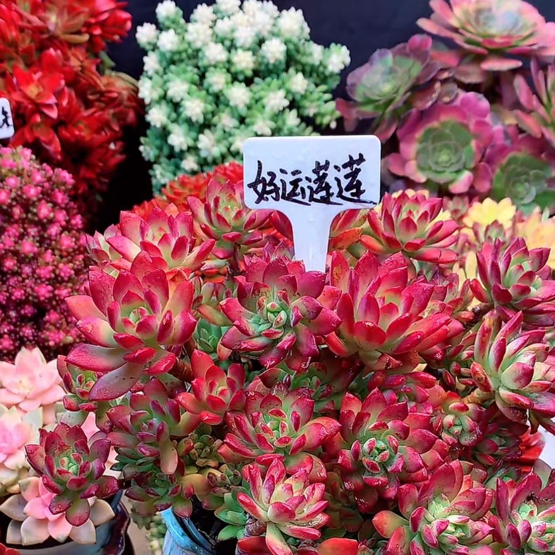 多肉花卉绿植养护技巧