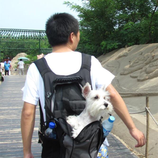 皮皮堡宠物