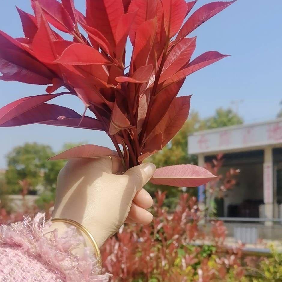 冰雪🌹玫瑰🌹