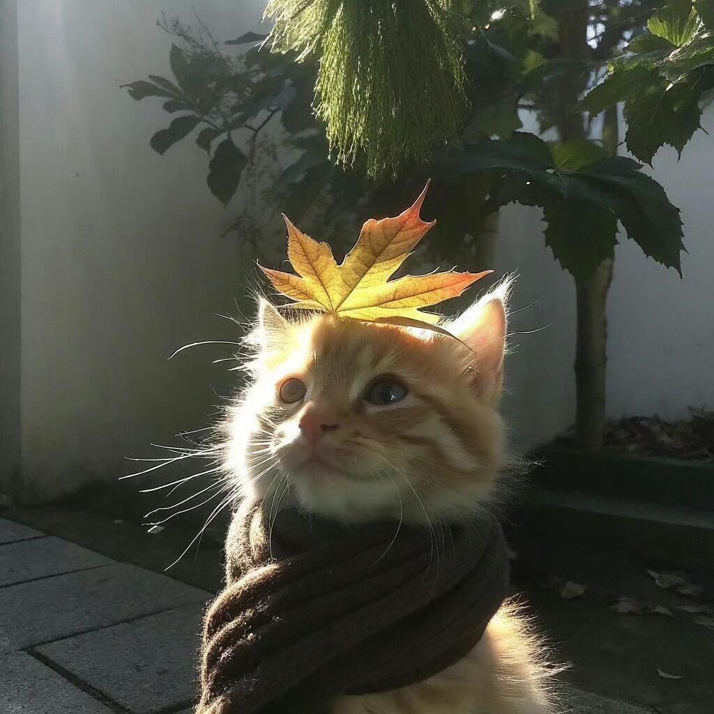 伤心的猪大肠.
