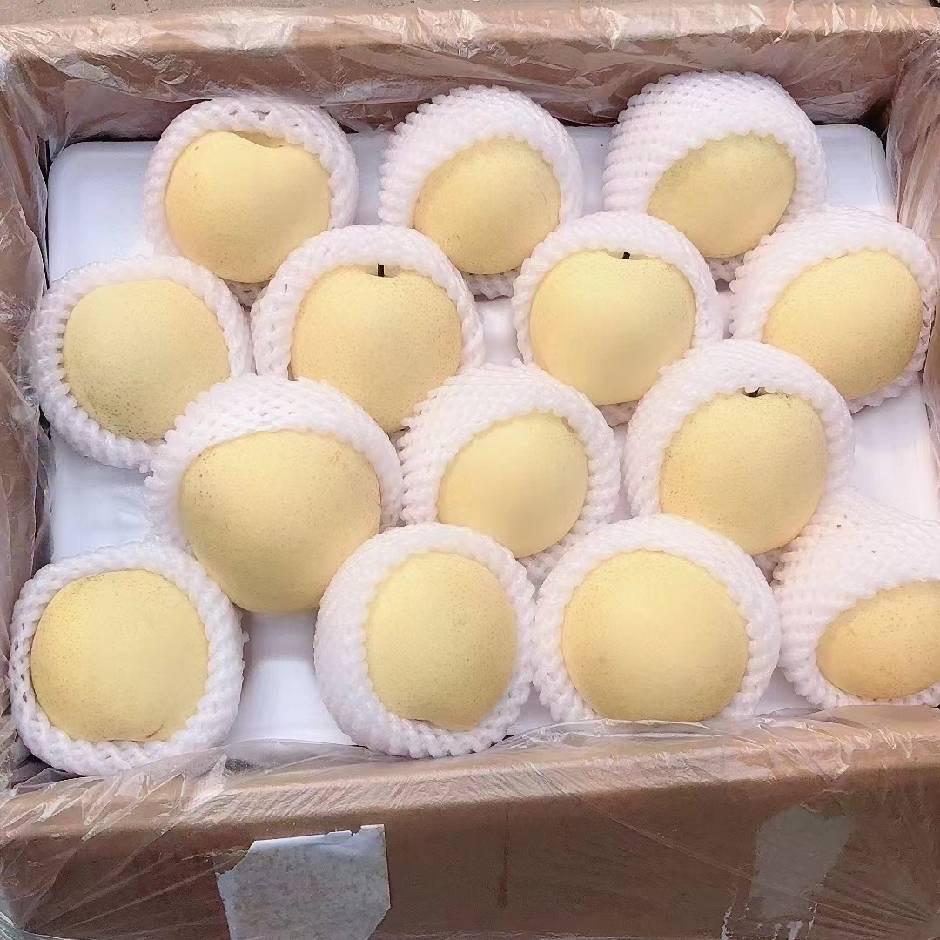 河北果鲜梨果代办