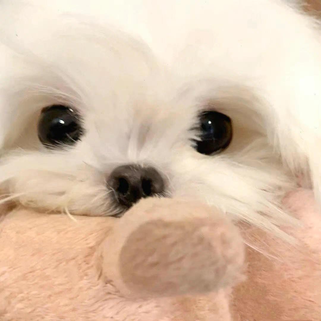 柯肥肥