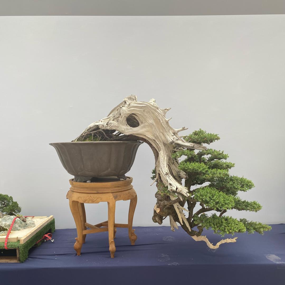 亚威盆景21:00直播